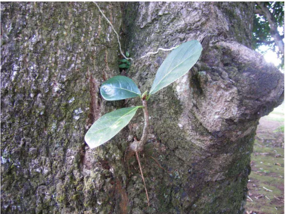 FOTO 07  – Arbusto Mata-pau (figueira-vermelha) já instalado como parasita em uma mangueira  Fonte: Acervo pessoal