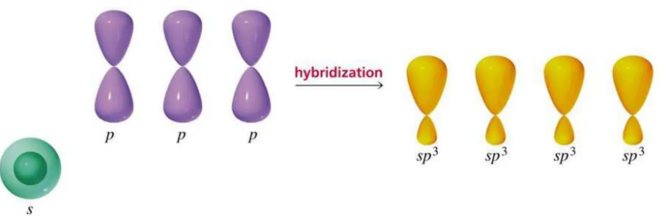 Figure 1.2: Illustration of the process of sp 3 hybridization. A s orbital combines with three p orbitals,