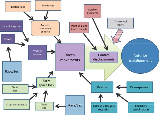 Figure 1 - Summary of the various factors that move teeth, change contacts, and lead to malalignment of the anterior dentition.