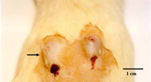 FIGURA  1  –  Fotografia  da  pele  do  dorso  de  rato  com  duas  lesões  na pele com larvas de D