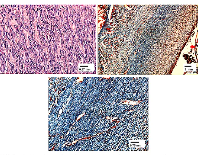 FIGURA 5 -  Fotomicrografia de fragmentos de pele de rato experimental infestado com 