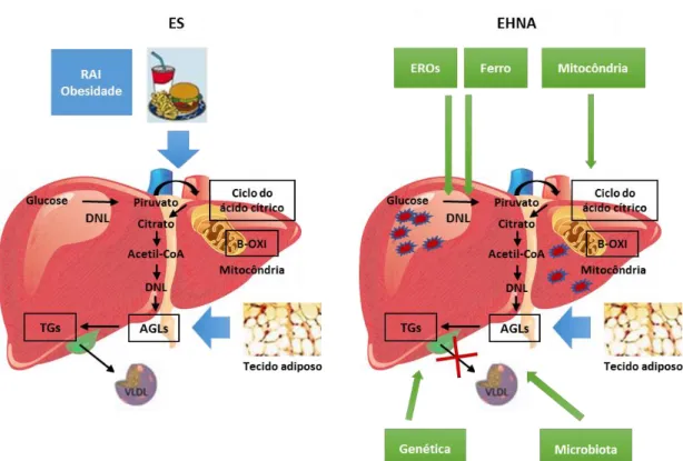 Figura 2 Mecanismos fisiopatológicos envolvidos no desenvolvimento da Doença  de Fígado Gordo Não Alcoólico e da Esteato-Hepatite Não Alcoólica (Adaptado 