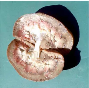 Figura 1. Rim de suíno: hemorragias, tipo petequial, distribuídas em toda a superfície