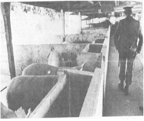 Figura 4. Soldados vigiam os porcos de fazenda interditada em Barra do Piraí - RJ. Jornal O Globo, 03 jun.1978.