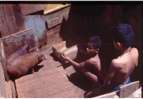 Figura 16. Criação caseira de porcos. Favela Cabeça de Porco, Belo Horizonte-MG. Agosto/1978