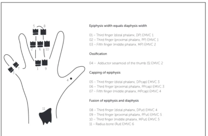 Figure 1 - Graphical representation of individuals distributed in the PGS curve. Figure 2 - Fishman’s 8  indicators of skeletal maturation.