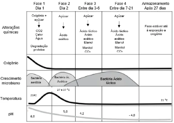 Figura 1 - Fases da fermentação normal da silagem (Penn State, 2004) 