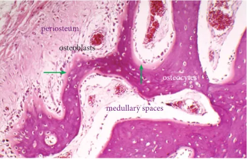 Figure 1 - Osteocytes are the most numerous  cells of the skeleton. Acting as  mechanotrans-ductors, they are able to pick up signs of minor  structural deformations