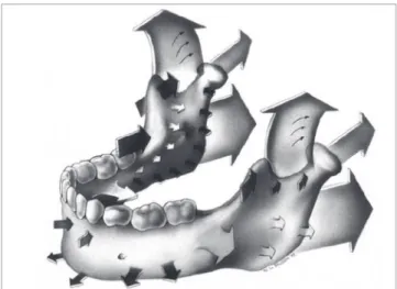 Figure 2 - Summary diagram of the growth of the mandible. Growth directions  involving periosteal resorption are indicated by arrows pointing into the bone  surface, and growth directions involving periosteal deposition are represented  by arrows pointing 