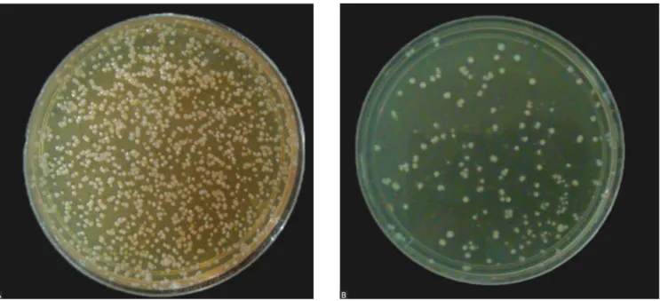 Figure 1 - Dental prophylaxis and sample collection for microbiological analysis with dishes positioned at P1, P2 and P3