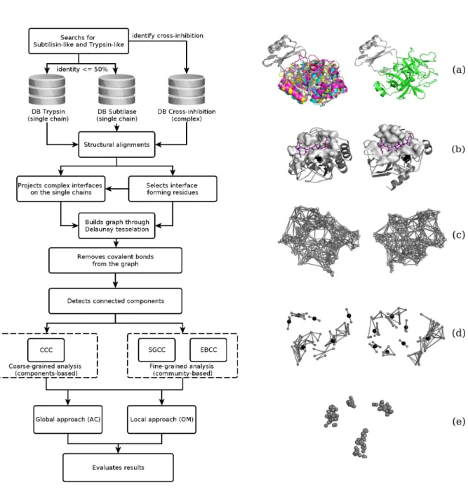 Fig. 1. HydroPaCe workflow: We searched for three-dimensional structures of subtilisin-like and trypsin-like families in the PDB database