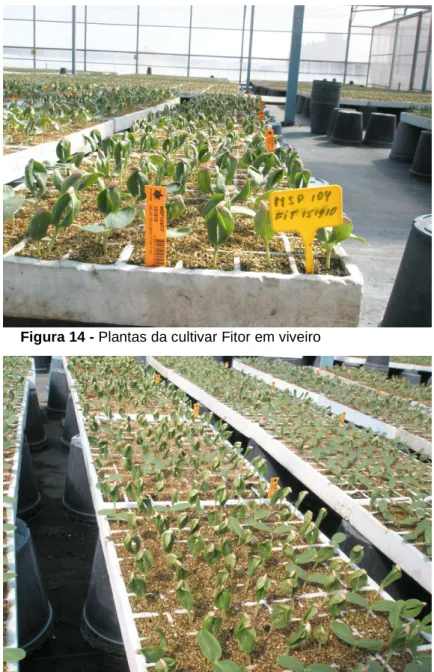 Figura 14 - Plantas da cultivar Fitor em viveiro 