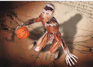 Figure 1 - Muscles and tendons apply loads over mineralized bone  structures which, with a view to meeting functional demands, have  thickness of trabecular and cortical bones increased while subject  to stimuli that characterize the dynamics of bone remod