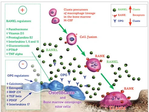 Figure 10 - At the bone environment, there  are mediators intrinsic to bone modeling units