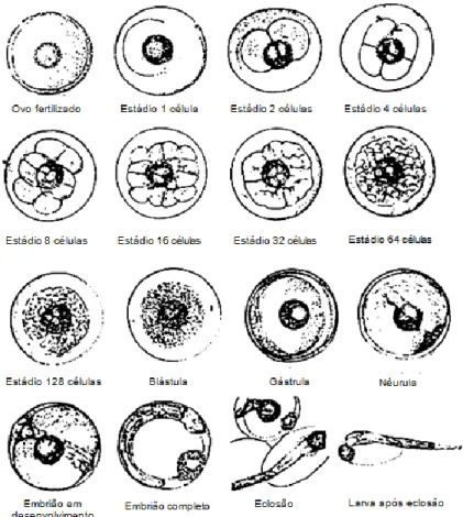 Figura  4  -  Estádios  de  desenvolvimento  embrionários  de  robalo  (Dicentrarchus  labrax)  (adaptado: 