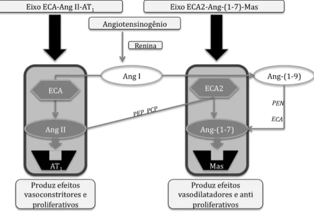 Figura  1  –  Representação  esquemática  dos  dois  eixos  contra  regulatórios  do  Sistema  Renina  Angiotensina: ECA/Ang II/AT 1  e ECA2/Ang-(1-7)/Mas (Modificado de Santos et al, 2006).