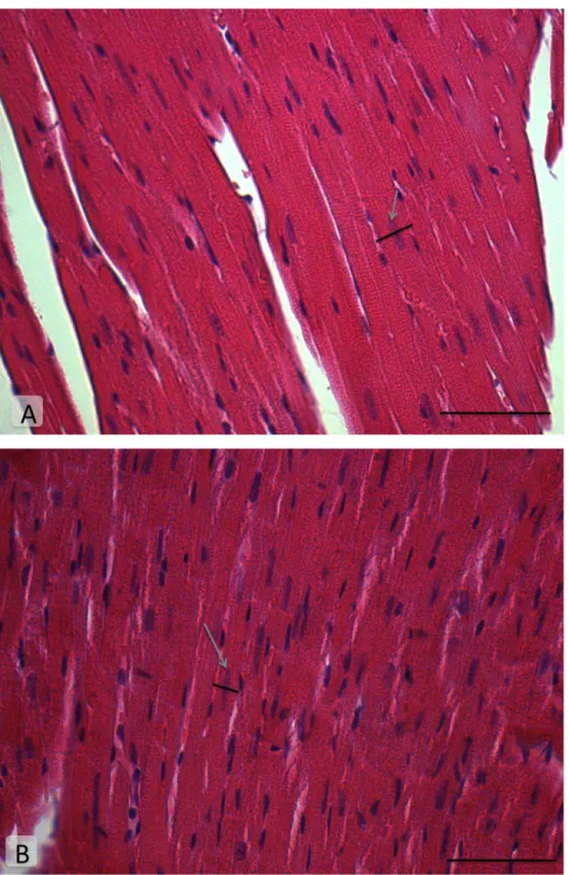 Figura  6:  Fotomicrografias  representativas  de  fibras  cardíacas  dispostas 