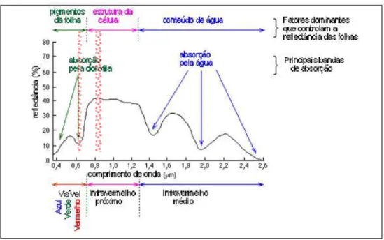 FIGURA 3: Curva média de reflectância de vegetação fotossinteticamente ativa no espectro  eletromagnético, com destaque para as faixas do vermelho e infravermelho próximo