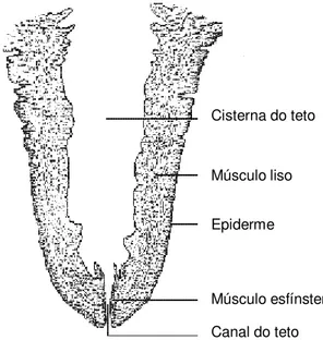 Figura 1: Glândula mamária bovina 