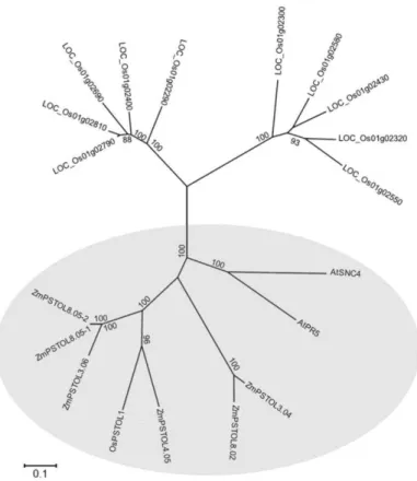 Figure  3  Phylogenetic  tree  of  predicted  serine/theronine  receptor-like  kinases  from  maize,  rice  and  Arabidopsis  thaliana