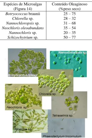 Figura 14 - Diferentes espécies de microalgas (32) Milho 49,5% Soja 19,1% Girassol 8,9% Colza 7,2% Mamona 6,0% Jatropha 4,5% Côco 3,2% Palma 1,4%  Alga (30% óleo) 0,15%  Alga (70% óleo) 0,06% Outro 0,21% Espécies de Microalgas (Figura 14) Conteúdo Oleagino