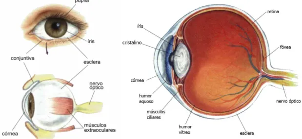 Figura 2.1: Anatomia geral do olho. À esquerda, vista frontal e lateral do olho; à direita, seção transversal do olho (Modificado de Bear et al., 2002).