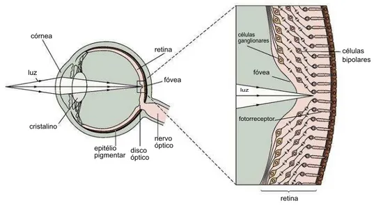 Figura 2.2: Projeção da luz pelas camadas do olho até chegar aos fotorreceptores na retina (Modificado de Kandel et al., 2003).