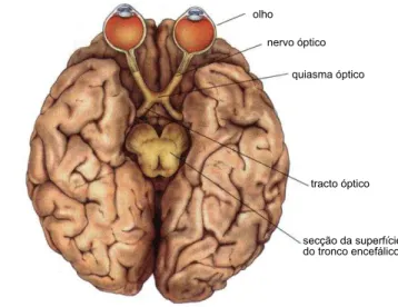 Figura 2.5: Vista da base do cérebro mostrando a projeção retinofugal (Modificado de Bear et al., 2002).