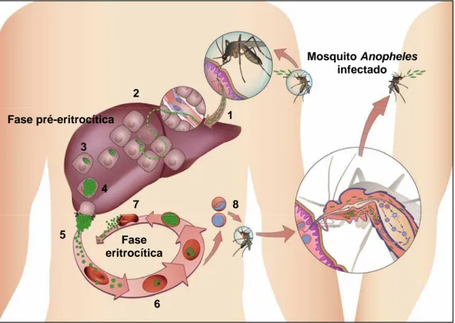 Figura 3 : Ciclo dos plasmódios humanos (www.imm.ul.pt).   