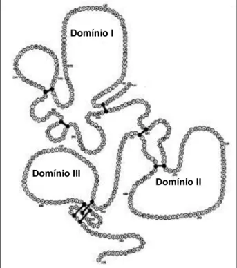 Figura 4:  Antígeno de Membrana Apical 1 (AMA-1). Em destaque as oito pontes dissulfeto 