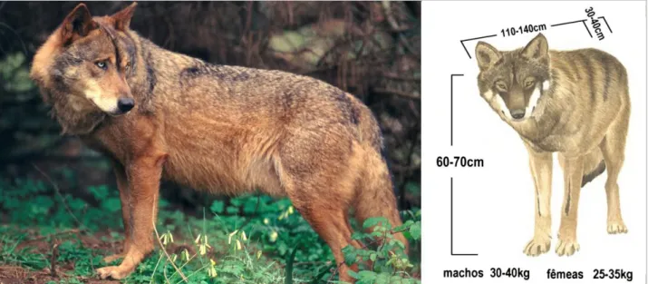 Figura  2  –  Morfologia  do lobo-ibérico  (Canis  lupus  signatus).  Fotografia  de  Artur  Oliveira,  à  esquerda  (disponível  em: 
