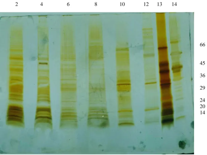 Figura  4.  SDS-PAGE  em  condições  redutoras  (com  2-mercaptoetanol)  das  frações 