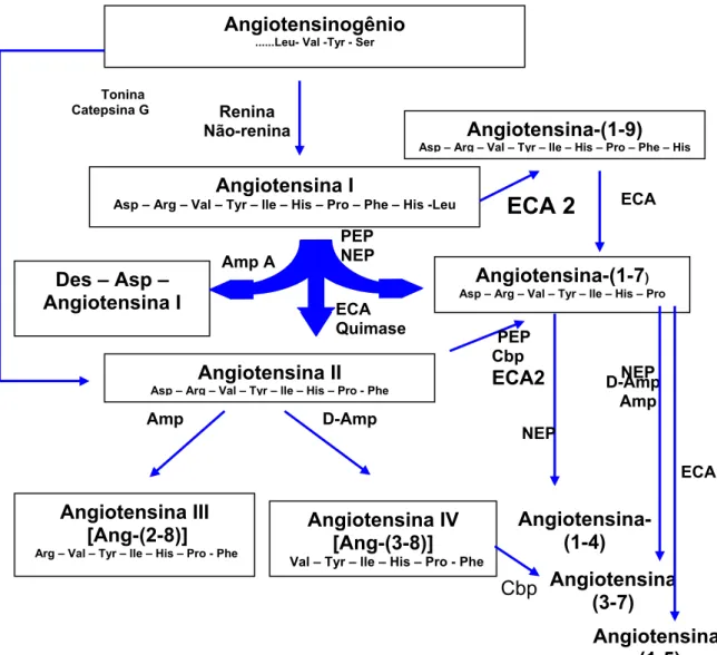 Figura 1. Ilustração simplificada da cascata proteolítica de formação e de  degradação dos principais peptídeos angiotensinérgicos biologicamente ativos