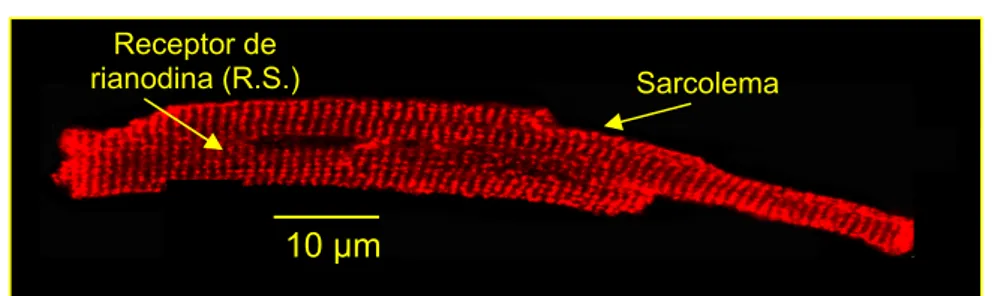 Figura 6- Localização do receptor de rianodina no retículo sarcoplasmátio (A) e  do canal de cálcio tipo L (B) no túbulo-T/sarcolema de cardiomiócito de rato  adulto com  3 meses de idade