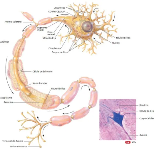 Figura 2-1 - Estrutura típica de um neurónio, incluindo as dendrites, ou árvore dendrítica, o corpo celular,  pericário  ou  soma,  o  axónio  e  os  seus  terminais  pré-sinápticos