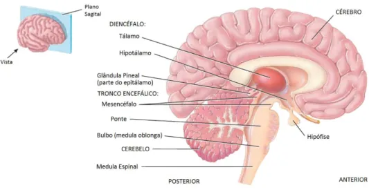 Figura 2-3 – Principais estruturas do encéfalo - diencéfalo, tronco encefálico, cerebelo e cérebro - e suas  subdivisões