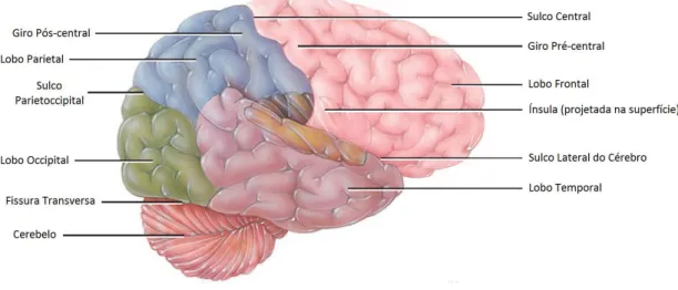 Figura 2-5 – Vista Lateral direita do cérebro com as suas divisões anatómicas representadas através de  diferentes cores: a zona azul é referente ao lobo parietal; a zona verde está associada ao lobo occipital; a  zona  roxa  representa  o  lobo  temporal;