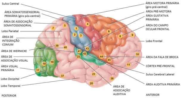 Figura 2-6 – Áreas funcionais do cérebro, incluindo uma divisão anatómica do mesmo. Áreas sensitivas: 