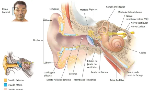 Figura 4-3 – Principais estruturas do ouvido. Tal como indicado no canto superior esquerdo, representa- representa-se  um  corte  coronal  através  do  lado  direito  do  crânio