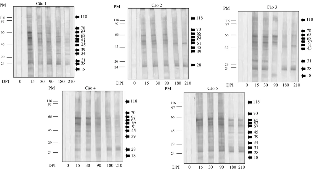 Figura  3  -  Identificação  das  proteínas  de  larvas  de  primeiro  estádio  (L1)  de  Angiostrongylus  vasorum  reconhecidas  por  anticorpos  do  isotipo IgG presentes nos soros de cães experimentalmente infectados por Angiostrongylus vasorum em difer