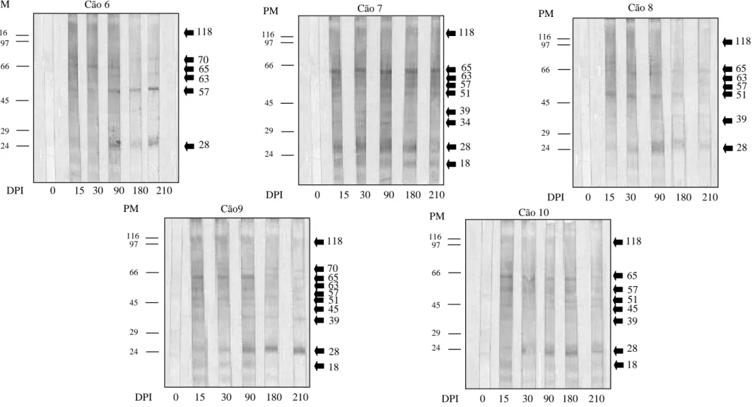 Figura  3  –  Continuação-  Identificação  das  proteínas  de  larvas  de  primeiro  estádio  (L1)  de  Angiostrongylus  vasorum  reconhecidas  por  anticorpos do isotipo IgG presentes nos soros de cães experimentalmente infectados por Angiostrongylus vaso