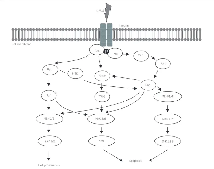 Figure 2 - Schematic illustration of mechanisms of signal transduction pathways enhanced by LIPUS (Low intensity Pulsed Ultrasound)