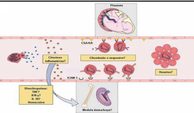 Figura 5. Anemia na malária vivax. Possíveis mecanismos imunológicos associados à destruição de eritrócitos  infectados e não infectados