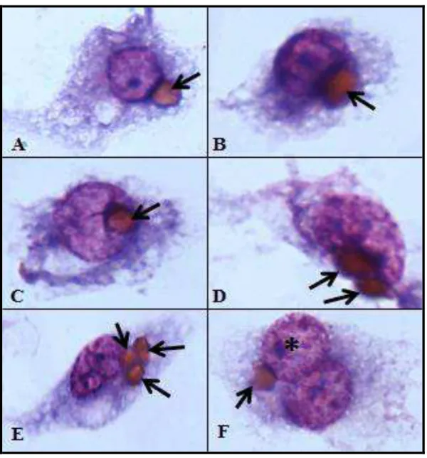 Figura  10:  Fotos  de  lâminas  com  fagocitose  de  eritrócitos,  obtidas  como  resultados  dos  experimentos  de  padronização  dos  ensaios  de  eritrofagocitose  no  laboratório  de  malária  do  ICB,  UFMG