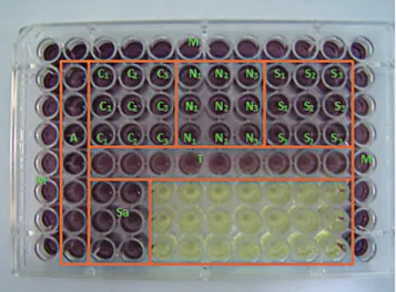 Figure 1 - Configuration of the 96-well flat bottom plates in which the  cytotoxicity assay was carried out