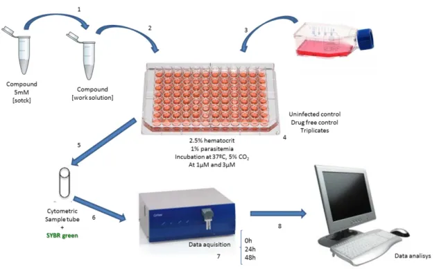 Figure 7 – Flow cytometric assay preparation. Work solutions were prepared from a 5 mM stock compound  (1)  and  distributed  in  a  96  well  plate  (2)