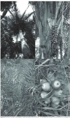 FIGURA 74 – Attalea speciosa Mart. e Attalea eichleri (Drude)                         A