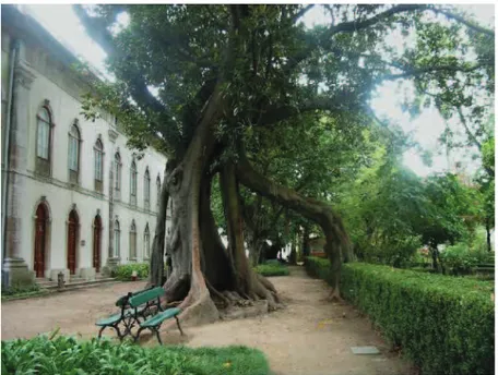 FIGURA 108 – O Jardim Botânico da Universidade de Lisboa com sua grande diversidade                                          de árvores recolhidas em várias partes do mundo 