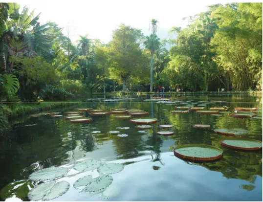 FIGURA 12 – Jardim Botânico do Rio de Janeiro – Criado no Século XIX   Fonte: BLOG CHECK-IN, 2012