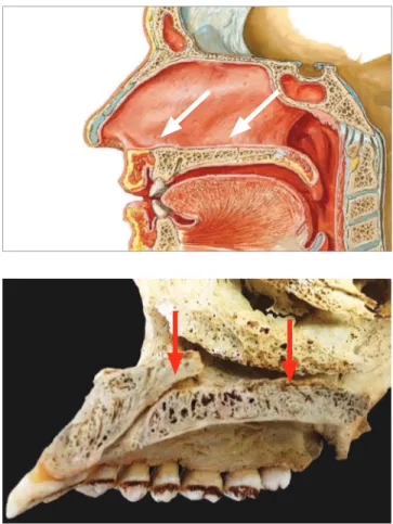 Figure 2 - Midpalatal suture: note that the incisive canal distinguishes  the anterior and middle segments